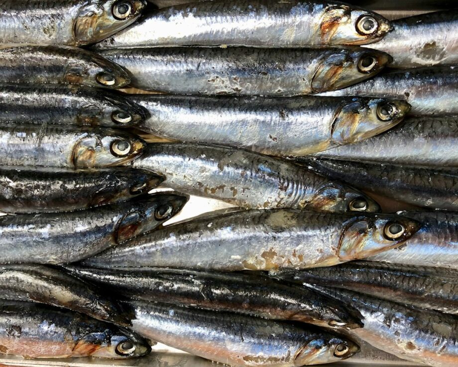 Alici fresche per la preparazione delle alici a beccafico